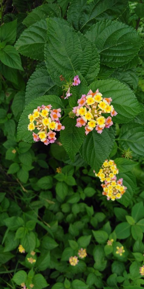 West Indian Lantana, Indian Flowers Plants, Common Lantana, Indian Plants, Lantana Flower, Lantana Camara, Red Sage, Aesthetic Post, Flower Chart