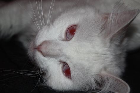 Albino Cat Aesthetic, Albino Aesthetic, Albino Eyes, White Cat Aesthetic, Kat Core, Albino Rabbit, Albino Cat, Cat Eye Colors, Albino Animals