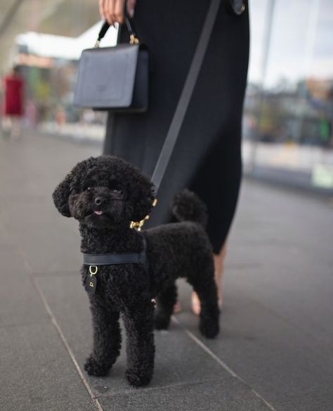 Black Toy Poodle Puppy, Mini Black Poodle, You Poodle Haircut, Black Toy Poodle Haircut Styles, Toy Poodle Puppies Black, Toy Poodle Haircut Styles, Black Small Dog, Toy Poodle Haircut Teddy Bears, Toy Poodle Puppy Cut