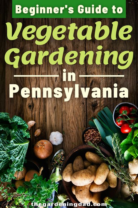 Read this Beginner's Guide to Vegetable Gardening in Pennsylvania to learn the 10 best vegetables to grow anywhere in the state of Pennsylvania! Perfect for hardiness zone 5 & 6. #Pennsylvania #vegetablegarden #gardening Pennsylvania Gardening, When To Plant Garden, What To Plant When, Best Vegetables To Grow, Growing Radishes, Growing Vegetables At Home, Growing Green Beans, Best Vegetables, When To Plant Vegetables