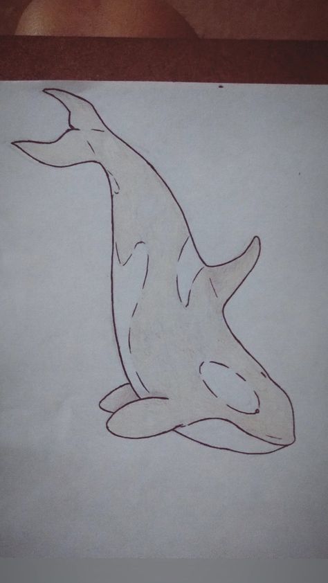 Orca Whale Sketch, Simple Orca Drawing, Orcas Drawings, How To Draw An Orca, Sea Animal Drawings Sketches, Orca Whale Drawing Easy, Orca Drawing Pencil, Whale Sketch Simple, Marine Life Drawing Simple