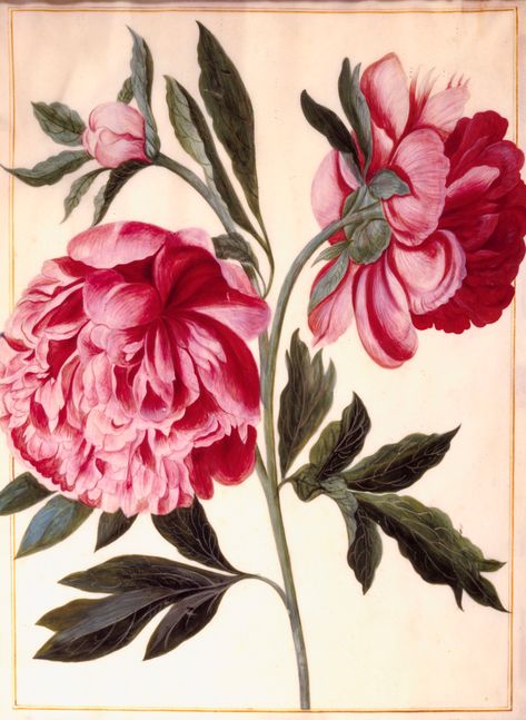 Maria Sibylla Merian Art, Maria Sybilla Merian Art, Maria Sybilla Merian, Rosenborg Castle, Botanic Painting, Scientific Art, Maria Sibylla Merian, Women Painters, Gcse Art Sketchbook