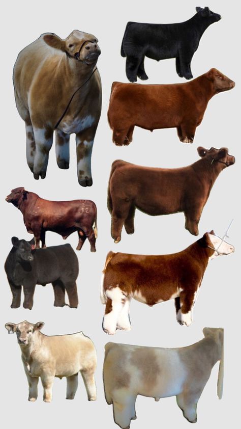 Club Calf, Livestock Judging, Cow Quotes, Show Steers, Show Cows, Livestock Feed, Country Backgrounds, Show Cattle