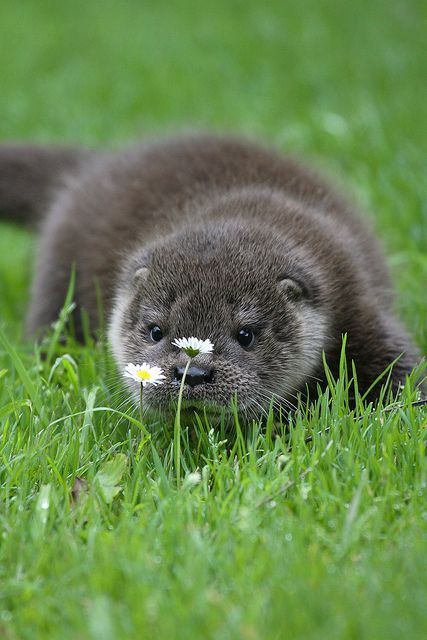 Otter stopping to smell the flowers #coupon code nicesup123 gets 25% off at  Provestra.com Skinception.com Baby Otter, Otters Cute, Otter Love, Baby Otters, Animal Fun, Lovely Animals, 웃긴 사진, Cute Critters, Cute Creatures