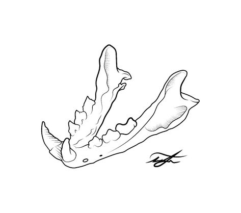 Animal Bones Drawing Sketch, Cat Jaw Bone Tattoo, Animal Skull Line Art, Animal Jaw Bone Tattoo, Dog Jaw Bone Tattoo, Animal Bone Drawing, Animal Jaw Tattoo, Jaw Bone Drawing, Animal Teeth Drawing