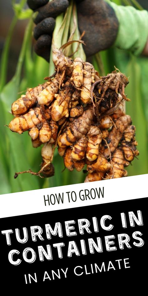 Grow turmeric in containers successfully with these easy steps! Perfect for any climate zone, this guide explains how to nurture healthy turmeric plants, from soil choice to harvest time. Save this pin for later and grow your own turmeric. Click for the full guide! Growing Turmeric, Grow Turmeric, Turmeric Plant, Turmeric Recipes, Climate Zones, Organic Compost, Thriving Garden, Indoor Plant Care, Bountiful Harvest