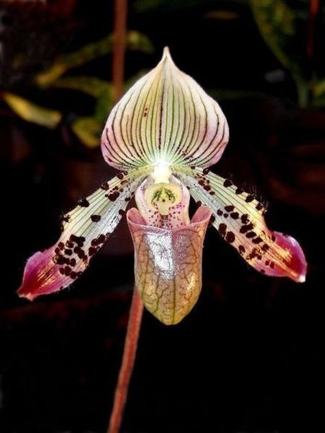 Slipper Orchid, Lady Slipper Orchid, Endangered Plants, Lady Slipper, Orchid Planters, Orchid Show, Types Of Orchids, Growing Orchids, Exotic Orchids