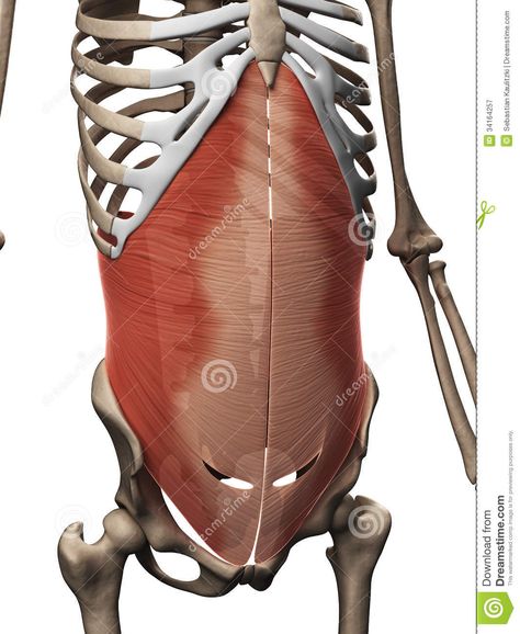 Transversus abdominis muscle Abdominal Anatomy, Muscle Illustration, Transverse Abdominis, Anatomy Science, Transversus Abdominis, Spine Health, Stock Photography Free, Physical Therapy, Muscles