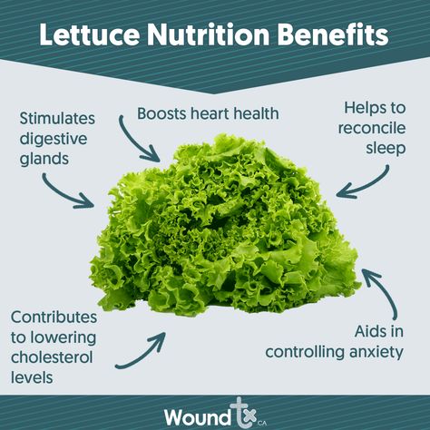 Know these 5 great benefits about Lettuce. Share this content or tag a friend and eat more veggies!    Need wound care products  at the lowest prices? Visit our site:  https://www.woundtx.ca/    #Lettuce #Vegetables #Woundtx #WoundCare #Healthy Lettuce Benefits, Eat More Veggies, Skin Care Supplies, More Veggies, Wound Care, Cholesterol Levels, Heart Health, Tag A Friend, Lettuce