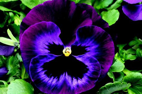 Pansy Flowers – Beautiful flowers that resemble butterflies Purple Pansies, Face Flower, Purple Pansy, Pansies Flowers, Annual Flowers, Small Bouquet, Growing Seeds, All Things Purple, Gardening Supplies