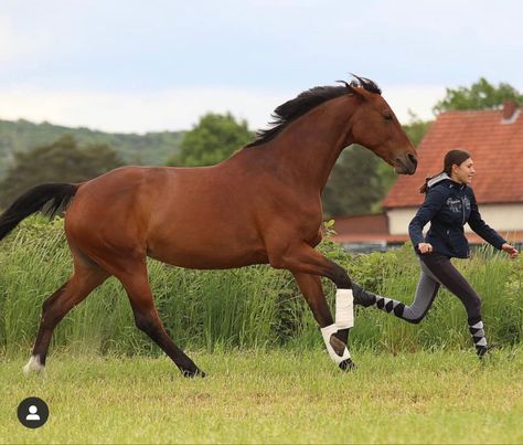 Horse Ground Work, Horse Liberty, Liberty Horse, Farm Aesthetic, Bareback Riding, Jumping Horses, Show Jumping Horses, Equestrian Aesthetic, Horse Pics