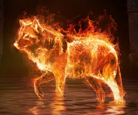 Wolf Shifter Art, Wolf Shifter Aesthetic, Shape Shifter Aesthetic, Wildfire Spirit, Fire Animals, Shadow Beast, Fire Wolf, Golden Wolf, Magical Wolf