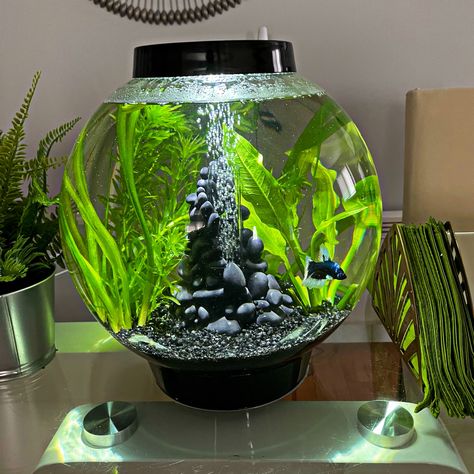 Aquarium 
Fish tank
Aquascape 
Betta Biorb Fish Tank, Guppy Tank, Shrimp Tanks, Betta Fish Bowl, Tanaman Air, Fish Tank Terrarium, Cool Fish Tanks, Diy Fish Tank, Fish Tank Design