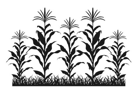 Cornstalk Tattoo, Maize Field, Corn Vector, Farm Silhouette, Maize Plant, Corn Drawing, Corn Farm, Farm Illustration, Field Corn