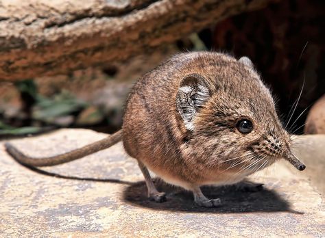 The elephant shrew’s closest relative isn’t a shrew — it’s actually an elephant. | The 35 Cutest Facts Of All Time Bizarre Animals, Elephant Shrew, Animal Facts, Animal Friends, Weird Animals, Happy Animals, Endangered Species, Animal Photo, 귀여운 동물