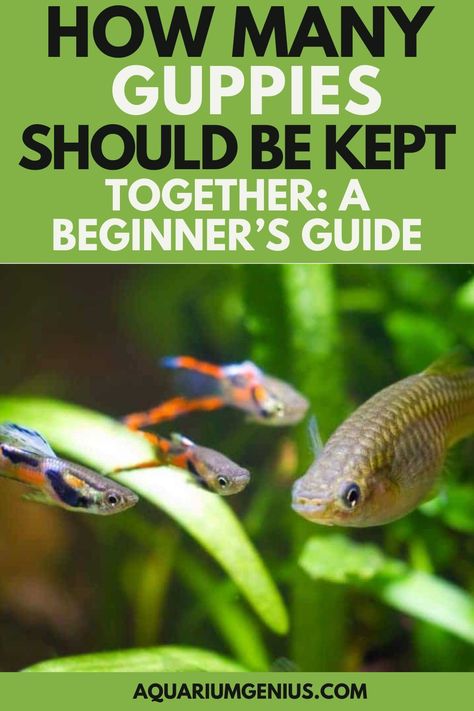 The general rule of thumb is to provide at least one gallon of water per inch of fish. For guppies, which are small fish that typically grow to be around 1-2 inches in length, a 10-gallon tank can comfortably house up to 10-20 guppies. However, if you plan on keeping other fish species in the same tank, you will need to adjust the number of guppies accordingly. Fish For Beginners, Biotope Aquarium, Tropical Fish Tanks, Tropical Freshwater Fish, Guppy Fish, Fresh Water Fish Tank, Fishing For Beginners, Freshwater Aquarium Fish, Fish Care