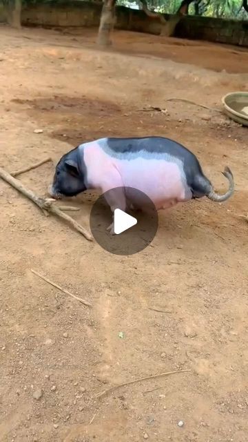 More Aboutall on Instagram: "The piglet with no legs #animals #cute #shortsvideo #shorts #animalshorts" Cute Piglets, Pet Health, Animals, Instagram