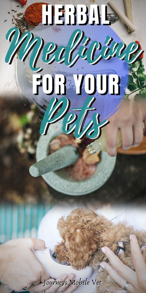 Dog Herbal Medicine, Herbal Medicine For Dogs, Herbal Benefits, Holistic Dog Care, Cat Medicine, Cat Advice, Holistic Pet Care, Dog Medicine, Herbal Therapy