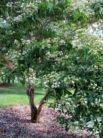 Dwarf Trees For Zone 3: How To Find Ornamental Trees For Cold Climates - If you live in zone 3, you’re going to need a tree that can stand up to the cold. Learn more about ornamental trees for cold climates, specifically dwarf trees for zone 3, in this article. Click here for additional information. Small Ornamental Trees, Trees For Front Yard, Patio Trees, Gardening Zones, Evergreen Plants, Pollinator Garden, Ornamental Trees, Shade Trees, Deciduous Trees