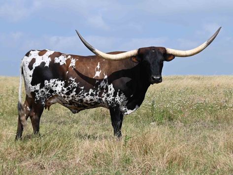 Longhorn Black And White, Camp Longhorn, English Longhorn Cow, Texas Longhorn Cow, Delta Dawn, Danelectro Longhorn, Longhorn Cattle, Longhorn Cow, Texas Longhorn