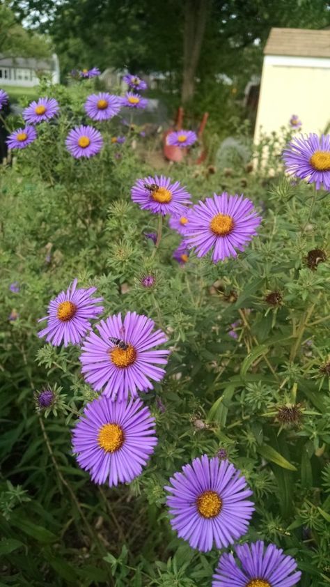 Mini Orchard, New England Aster, Common Wildflowers, Small Trees For Garden, Birthday Month Flowers, New England Garden, Backyard Bee, Strange Flowers, Native Plant Gardening