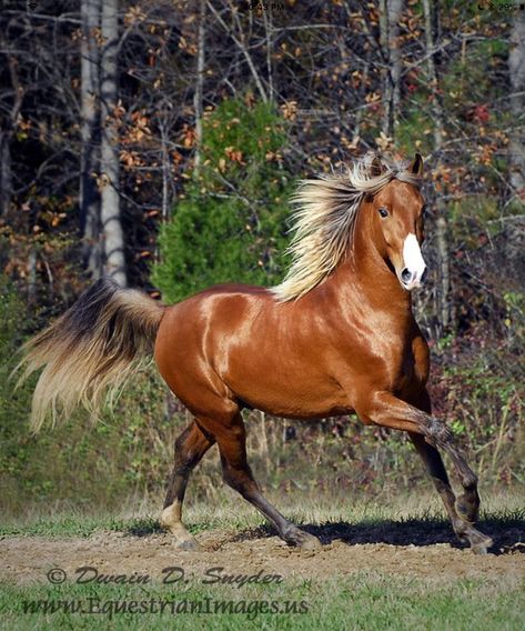 Red Cloud, a silver bay Kentucky Mountain horse. (Equestrian Images) Nice Horses, Basic Coat, Mountain Horse, Silver Bay, Gorgeous Horses, Bay Horse, Red Cloud, Horse Dressage, Akhal Teke