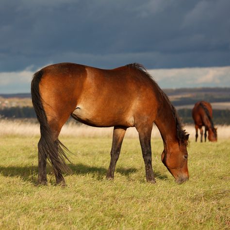 Horses In Pasture, Horse Grazing, Horses Grazing, Horse Pictures, A Horse, Felt Crafts, Jigsaw Puzzle, Friends In Love, Jigsaw Puzzles