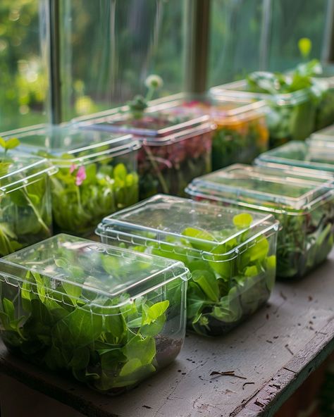 10 cheap ways of making a greenhouse, including using a plastic salad container Raised Bed Greenhouse, Growing Seedlings, Greenhouse Frame, Cheap Plants, Greenhouse Cover, Salad Container, Large Greenhouse, Clear Plastic Sheets, Build A Greenhouse