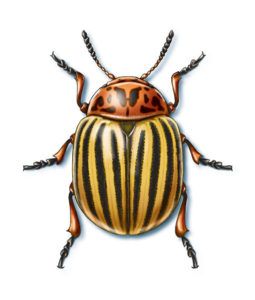 Colorado Potato Beetle, Beetle Colorful, Potato Beetle, Beetle With Wings Out, Colorado Beetle, Beetle Close Up, Beetle Underside, Beetle Tattoo, Bark Beetle