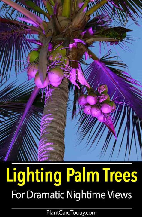 Palm tree lighting can dramatically change the landscape. Learn "How To" Illuminate and light palm trees and other plants for the night garden [DETAILS] Christmas Palm Tree Landscaping, Palm Tree Lights Outdoor, Tree Base Landscaping, Palm Tree Lighting, Tropical Halloween, Tree Stump Decor, Exterior Christmas Lights, Palm Tree Lights, Pineapple Palm Tree