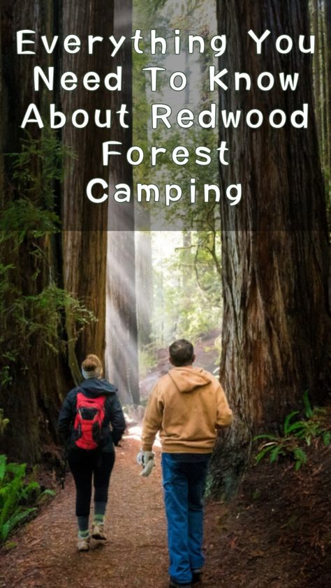 Everything You Need To Know About Redwood Forest Camping Planning to pack up the van and do some redwood forest camping? Here’s what you should know before you go Fern Canyon, Camping Planning, Forest Camping, Forest Camp, The Sound Of Waves, The Redwoods, Redwood Tree, Redwood Forest, Pack Up