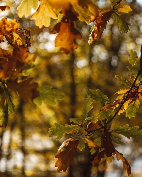 Caught Dunkeld’s beauty at the peak of autumn 🍂 There’s nothing like a perfect Saturday spent in the golden autumn sun, catching up with friends — the perfect weekend escape. If you find yourself in Scotland this season, Dunkeld is a good spot to add to your road trip itinerary. Just an hour from Edinburgh, it’s also ideal for a wholesome day trip. Pop by the Hermitage, treat yourself to a pastry from @aranbakery , and explore all of Dunkeld’s independent shops. A true hidden gem in the... Autumn Road Trip, Autumn Sun, Fall Road Trip, Golden Autumn, Weekend Escape, Trip Itinerary, Road Trip Itinerary, The Peak, Hidden Gem