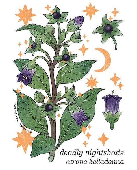 amandaherzman on Instagram: “this month's patreon plant, deadly nightshade! if you're a patron, I sent out these earlier this week! and honestly- thank you to my…” Wildflower Drawings, Flower Drawing Simple, Nightshade Flower, Drawings To Trace, Inspiration Draw, Deadly Nightshade, Wildflower Drawing, Stomach Tattoo, Halloween Things