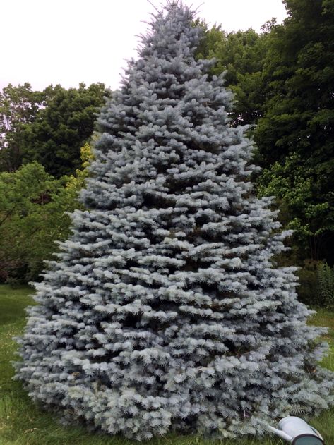 Abies concolor (Silver Fir) - This west coast native comes in varieties from the straight species sage color to smokey blue ones and dwarf to full size varieties. It keeps its color in winter try Silver Fir, Forest Garden, Sage Color, Silver Tree, Fir Tree, Four Season, Camp Half Blood, Four Seasons, West Coast