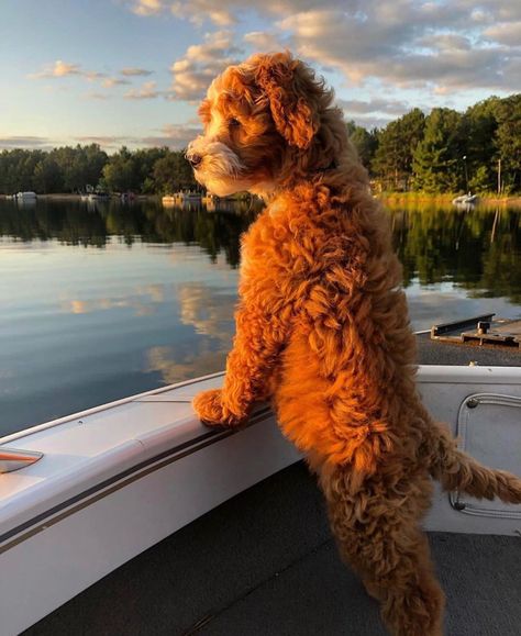 International Doodle Dog Day on Instagram: “That golden hour glow 🌞⠀ ⠀⠀⠀ 🐾 @crazymaiseygoldendoodle⠀ 📍 St. Paul⠀ #internationaldoodleday⠀ ⠀ ⠀ ⠀⠀⠀ ⠀⠀⠀ ⠀⠀⠀ ⠀⠀⠀ #doodletales…” Golden Doodle Aesthetic, Golden Doodle Puppy, Mini Golden Doodle, Dream Puppy, Golden Doodles, Doodle Puppy, Mini Goldendoodle, Dream Dog, Golden Doodle