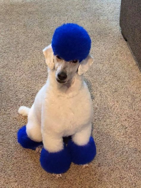 Dog Hair Color, Groomer Humor, Fantasy Dog, Dog Hair Dye, Dog Dye, Dog And Horse, Navy Hair, Creative Grooming, Blue Wig