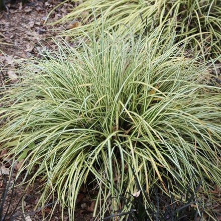 Carex oshimensis Evergold Wet Garden Ideas, Bio Active Terrarium, Evergreen Grasses, Carex Grass, Carex Oshimensis, Shady Garden, Perennial Grasses, Ornamental Grass, Garden Border