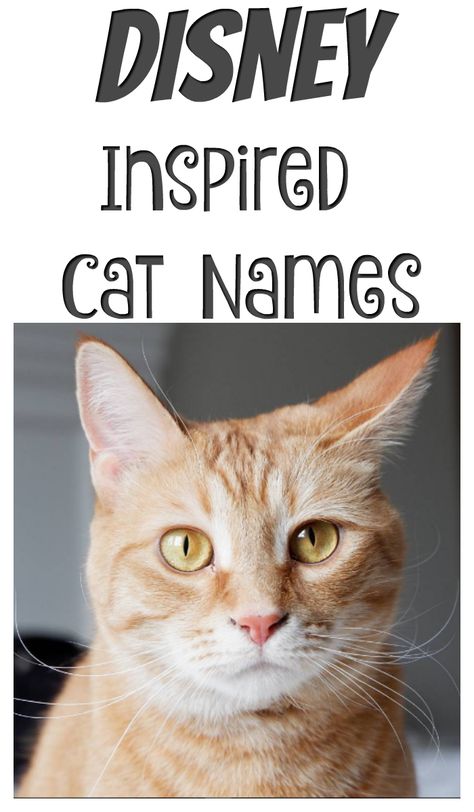 Disney Inspired Cat Names. From Figaro to Cheshire, the options are almost endless! Orange Cat Names, Kitten Names Boy, Disney Pet Names, Disney Cat Names, Kitten Names Unique, Kitten Names Girl, Kittens Care, Boy Cat Names, Girl Cat Names