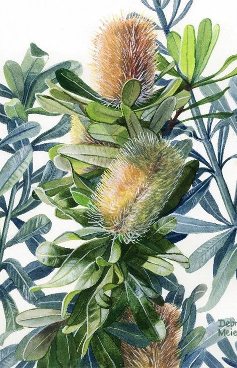 Just loved painting these Australian native flowers- the Banksia. They will warm up any wall you choose to place it on in your home or it would make a lovely Australian gift to any Aussie living overseas. Australian Native Flower Paintings, Banksia Watercolour Painting, Australian Flowers Watercolour, Australia Native Flowers Painting, Banksia Flower, Brush Flower, Australian Native Birds Watercolour, Living Overseas, Botanical Artists