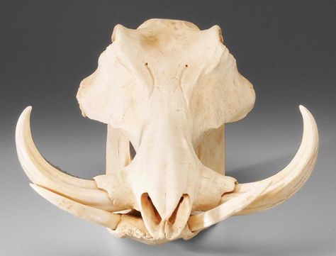 REF - 0767: Wild Boar Skull : Lot 767 Boar Skull Drawing, Warthog Skull, Hog Skull, Boar Skull, Dino Skull, Pig Skull, Boar Tusk, Skull Taxidermy, Rabe Tattoo