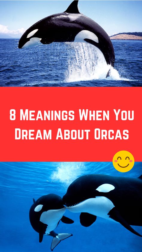 8 Meanings When You Dream About Orcas (Interpretation) Orca Whale Spiritual Meaning, Orca Spirit Animal, Orca Symbolism, Whale Meaning, Spirit Animal Meaning, Animal Meanings, Dream Meanings, Orca Whales, Dream Symbols