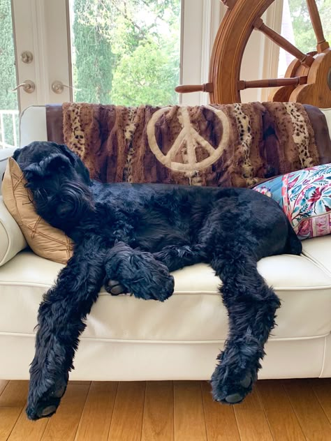 Giant Schnauzer Puppies, Black Giant Schnauzer, Giant Schnauzer Grooming, Large Schnauzer, Giant Schnoodle, Giant Schnauzer Puppy, Large Black Dog, Schnauzer Grooming, Puppy Heaven