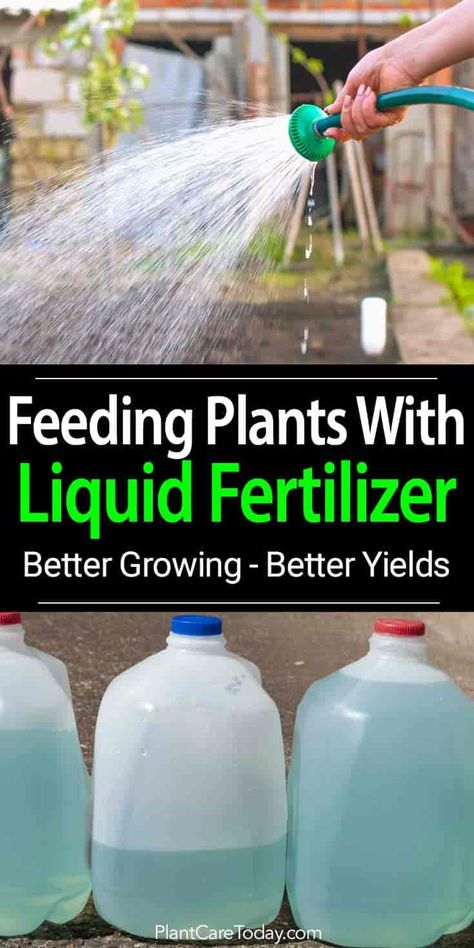 Liquid fertilizer many home gardeners use because of fast results, easy use, safe and many more ways to apply than dry chemical fertilizers {LEARN MORE] Fertilizer For Plants, Square Foot Gardening, Fast Results, Liquid Fertilizer, Garden Pests, Organic Fertilizer, Garden Care, Garden Fertilizer, Garden Soil