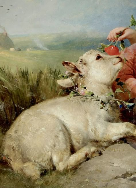 Lamb Art Aesthetic, Lamb Laying Down, Sacrifical Lamb Aesthetic, Sheep Widget, Sheep Species, Lamb Reference, Oc Species, Sheep Aesthetic, Lamb Aesthetic