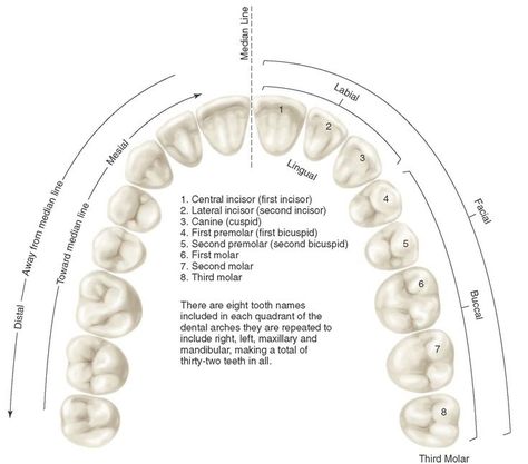 Application of nomenclature. Tooth numbers l1 to L8 indicating left maxillary teeth. Tooth surfaces related to the tongue (lingual), cheek (buccal), lips (labial), and face (facial), apply to four quadrants and the upper left quadrant. The teeth or their parts or surfaces may be described as being away from the midline (distal) or toward the midline (mesial). Dental Assistant Study Guide, Anatomy Dental, Dental Charting, Dental Assistant School, Dental Pictures, Dental Assistant Study, Teeth Anatomy, Dental Hygiene Student, Dental Assisting