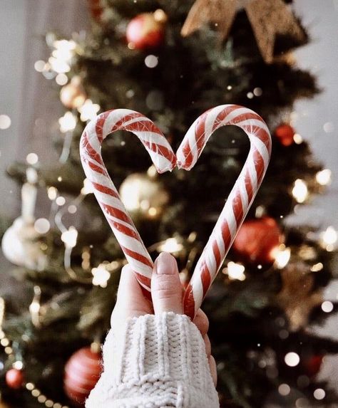 #christmas #winter #candycane #christmastree #winterpictures #christmasdecor #christmaspictures #christmasvibes #christmasideas #aesthetic #christmasaesthetic Christmas Dreaming, Christmas Wallpaper Backgrounds, Christmas Aesthetic Wallpaper, Have Inspiration, Foto Tips, Christmas Feeling, Christmas Photography, Christmas Photoshoot, Christmas Inspo