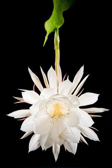 Wijaya kusuma Cereus Flower, Queen Of The Night Flower, Garlic Naan Recipe, Wijaya Kusuma, Night Blooming Cereus, Night Blooming Flowers, Orchid Cactus, Garlic Naan, Queen Of The Night