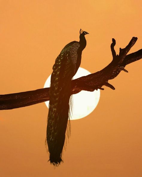 Wildlife photograph of the year. . Picture Credits: @sulabhlamba6. . #mumbai #india #delhi #love #pune #instagram #bangalore #picoftheday #vscocam #photography #china #fashion #ankara #travel #dubai #usa #istanbul #surat #jaipur #kolkata #paris #berlin #sydney #moscow #heidelberg #london #newyork #washingtondc #netherlands #amsterdam via: #probeatzpromo Indian Wildlife Photography, India Wildlife, Travel Dubai, Canvas Art Painting Acrylic, Album Artwork Cover Art, Indian Subcontinent, Album Artwork, Mumbai India, Picture Credit