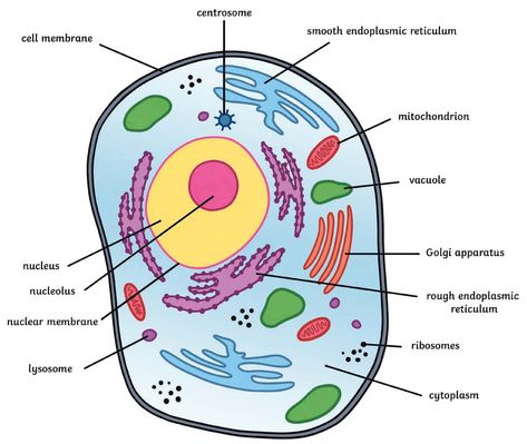 Animal Cell Drawing With Label, Parts Of Animal Cell, Organelles Drawing, Eukaryotic Cell Drawing, Structure Of Cell, Animal Cell Diagram, Animal Cell Parts, Animal Cell Anatomy, Animal Cell Drawing