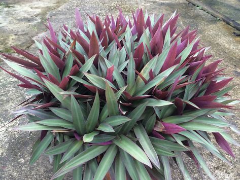 Moses In The Cradle, Common Garden Plants, Florida Landscaping, Basket Plant, Drought Tolerant Garden, Tropical Backyard, Front Garden Landscape, Succulent Landscaping, Backyard Flowers